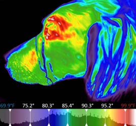 Canine Case: Idiopathic Facial Nerve Paralysis