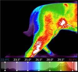 Canine Case: Juvenile Hip Dysplasia