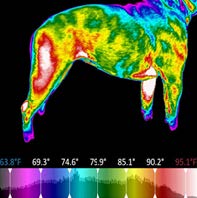 Cas canin : Pathologies multiples de la colonne vertébrale