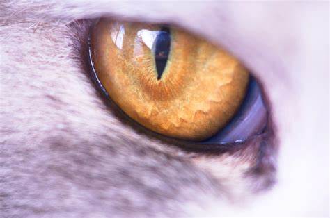 Case Studies of Corneal Ulcers, both Equine and Feline