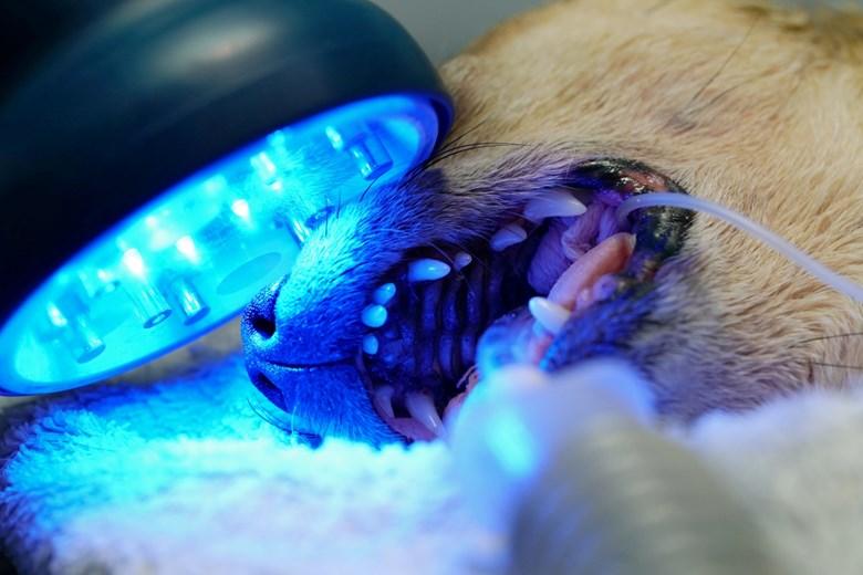 Améliorer les soins dentaires des animaux de compagnie grâce à la technologie de la lumière bleue