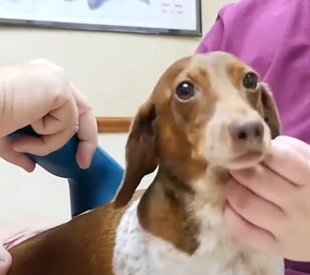 Dachshund com DJD caminha após terapia com laser de baixa intensidade