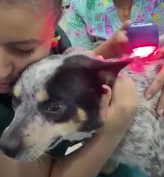 Cão pequeno sendo pintado a laser