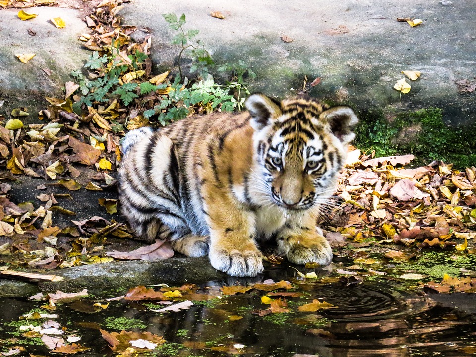 Cucciolo di tigre con il laser